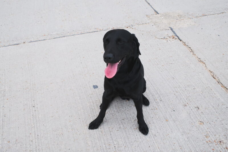 Dog
