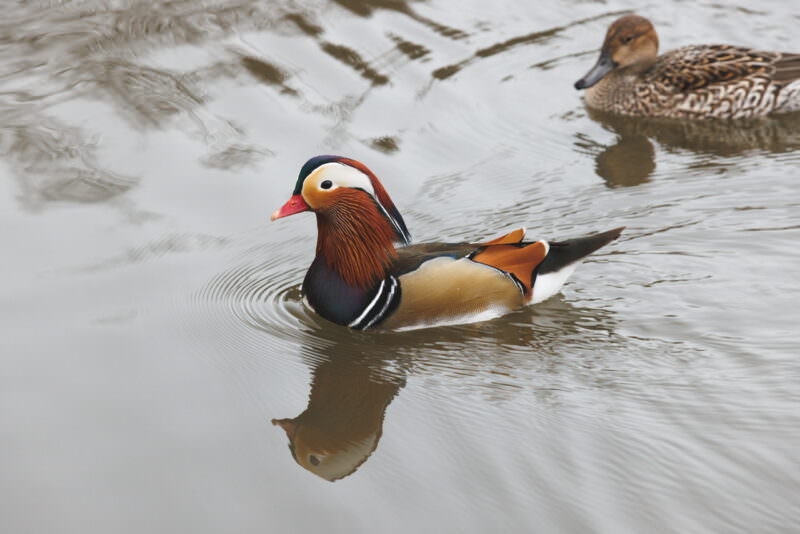 Mandarin Duck on the Pond