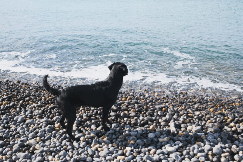 Otter Dog