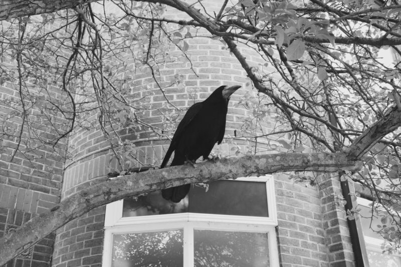 Rook