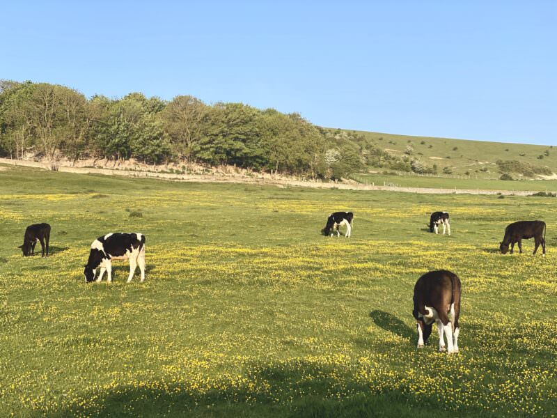 The cows in the meadow