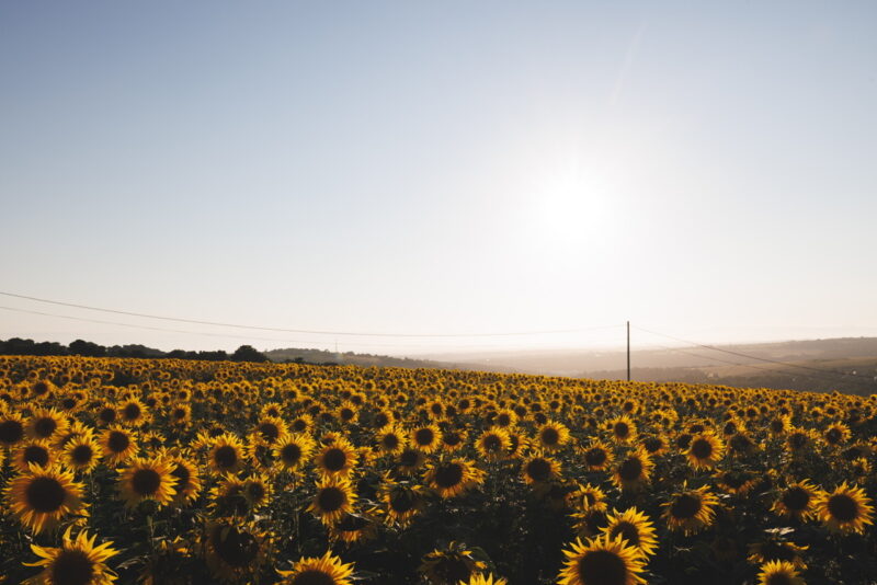 Woodingdean Sunflower Field